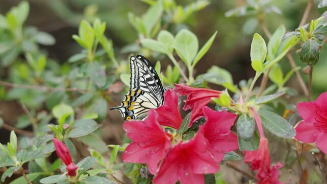Close up selective focus photo of a large black Great Mormon butterfly pollinating pink Pentas flowers in a lush garden environment. Soft natural light bokeh background of green foliage.