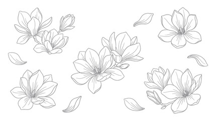 Hand-drawn magnolia flower and petal line sketches. © sabar