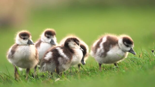 A group of adorable fluffy baby ducklings with brown and white patterns standing together in a lush green grass field during spring