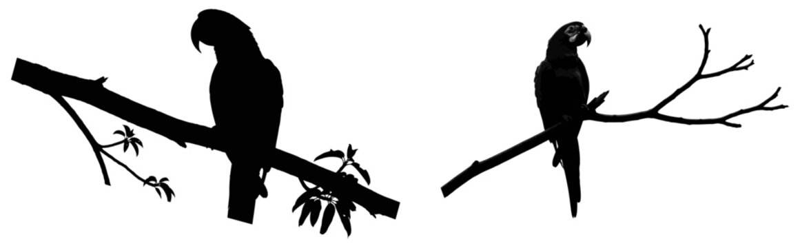 Silhouette of two parrots perched on tree branches