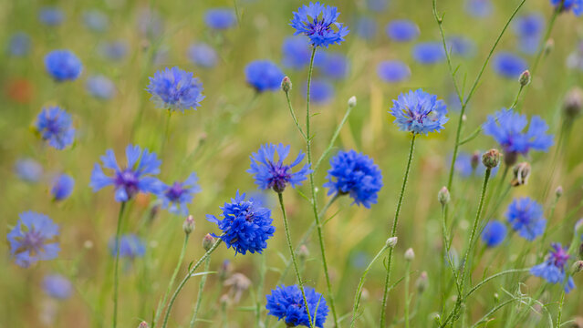 floral background full of blue cornflowers in field