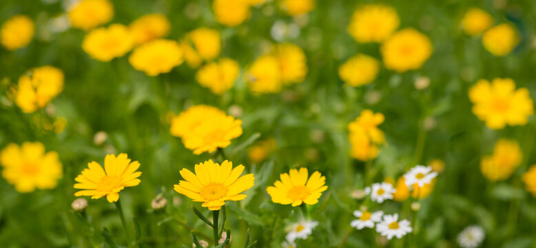background with field of yellow daisy or corn marigold wild flowers
