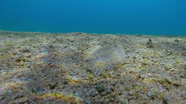 Leopard flounder swims along sandy bottom in sunlight reflections. Panther flounder glides alongside seafloor in bright sun glare. Flatfish moves gracefully on sand seabed under sunbeams