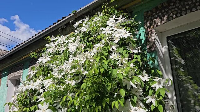 White clematis flowers blooming near country house wall under bright blue summer sky