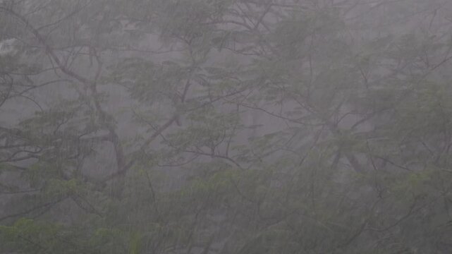Tropical Rainstorm Through Forest Trees - Heavy Monsoon Rain Indonesia Atmospheric Nature Footage