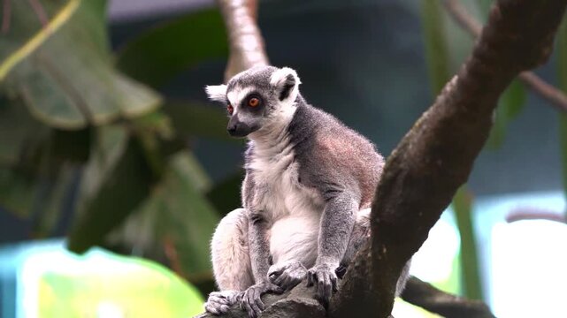Close up portrait of a curious wild ring-tailed lemur sitting calmly on a tree branch looking off into the distance in its natural forest habitat