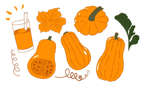 Pumpkin Matilda. Butternut Squash. An orange vegetable. Vector stock illustration. Whole and half. Isolated on a white background. 