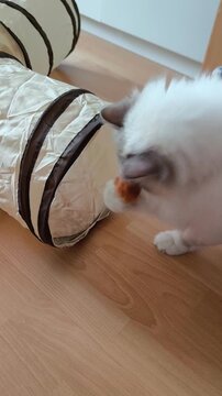 A fluffy Birman cat plays with a toy near a crinkly tunnel.