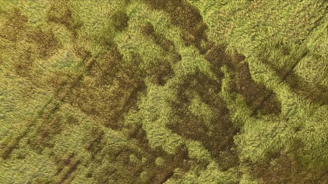 Drone Flight Above Grain Field with Wind Creating Natural Waves in Crops