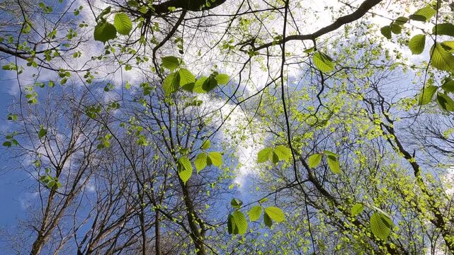 tree branches against blue sky. fresh leaves on the background of the sky in the forest. green leaves on a tree branch against the sky. forest landscape 4K