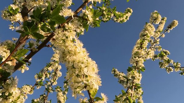 white flowers on a tree. blooming cherry tree in spring. blooming tree in spring. white blossom against blue sky. landscape 4K