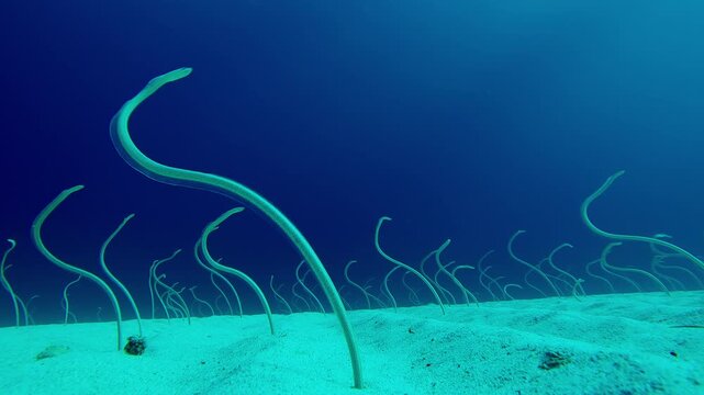 Long, Spotted Garden Eels protrude from sand seabed, wriggling to catch plankton. These Indo-Pacific Garden Eels (Gorgasia sillneri) wriggle in dance to eat plankton against blue water.