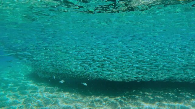 During mass migration of small fish, marine predator Garfish, approaches. Huge, silvery, living cloud of small fish, glittering in the bright sunshine, gathers above sun-drenched, sandy shallows