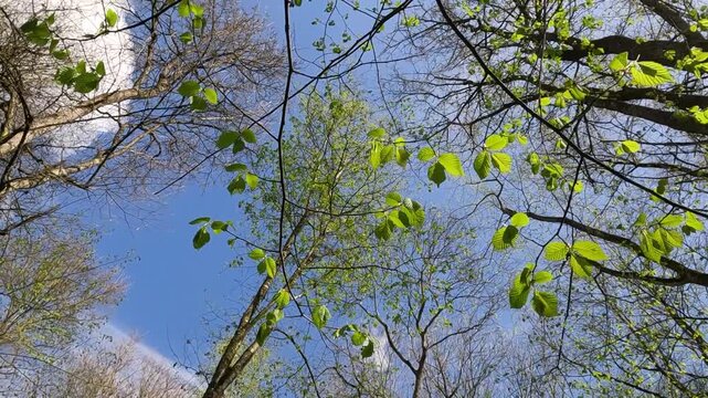 tree branches against blue sky. fresh leaves on the background of the sky in the forest. green leaves on a tree branch against the sky. forest landscape 4K