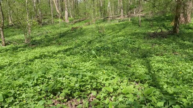 green grass in the forest. A clearing in the middle of a spring forest. Forest landscape on a sunny day