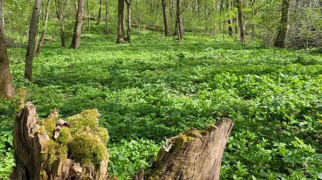 trees in the forest. old tree stump in the middle of a clearing in the forest. forest landscape