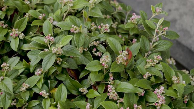 Bumblebee pollinating small pink flowers on a green bush.