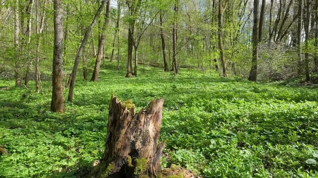 trees in the forest. old tree stump in the middle of a clearing in the forest. forest landscape