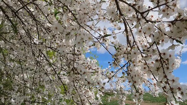 spring tree branches. white flowers on a tree. blooming cherry tree in spring. blooming tree in spring. white blossom against blue sky. landscape 4K