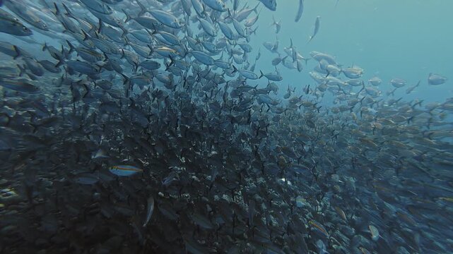 Underwater footage starting wide and moving closer to a dense school of yellowstripe scad swimming over a tropical reef slope.