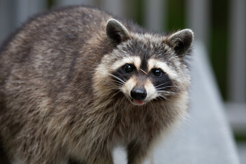 raccoon  © Sisc