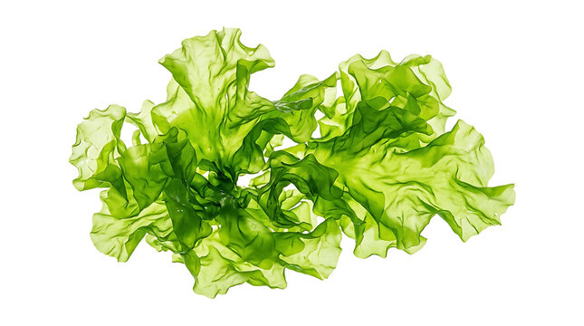 Fresh Green Sea Lettuce, an Edible Marine Algae, Isolated on a Pure White Background, Showcasing its Vibrant Texture