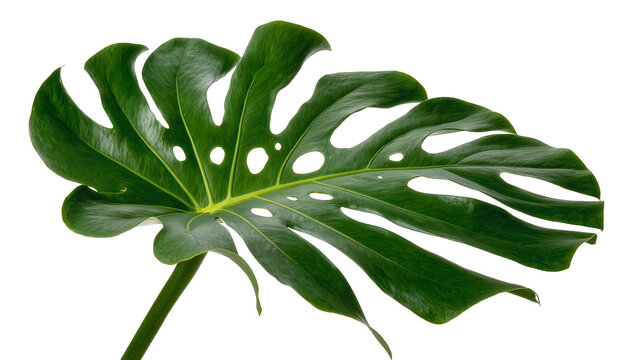 Large green monstera deliciosa leaf with natural holes, isolated on transparent background