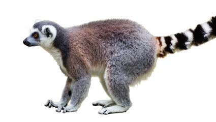 Fototapeta premium Ring-tailed lemur with striped tail, isolated on transparent background