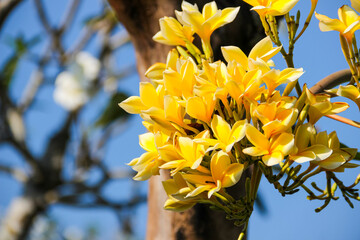 Obraz premium Vibrant yellow frangipani blooms against clear blue sky