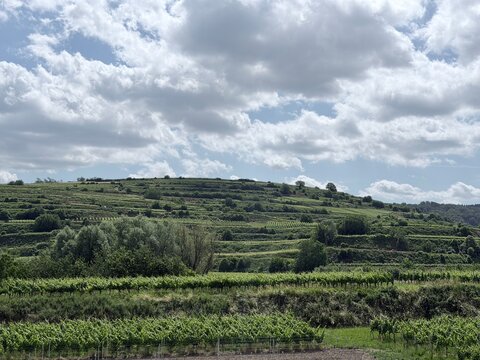 Scenic vineyard terraces on rolling hills under a cloudy summer sky, beautiful winery agricultural landscape.