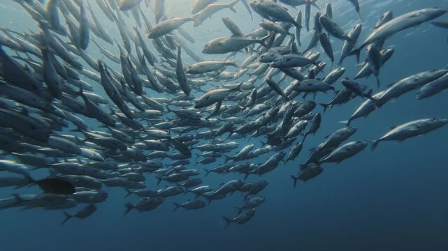 Underwater footage starting wide and moving closer to a large school of bigeye trevally swimming in clear tropical blue water.