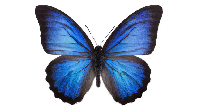 Vibrant blue morpho butterfly with intricate wing patterns, isolated on transparent background