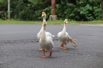Fototapeta premium three white geese