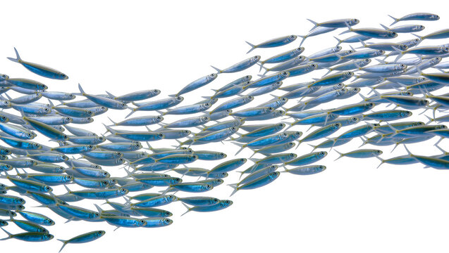School of small silver fish swimming in unison, isolated on transparent background