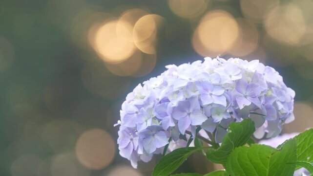 相模原北公園のアジサイ