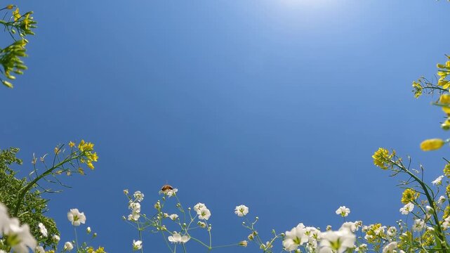 Butterflies and bees flying among pretty flowers, a clear blue sky, and a beautiful nature background
