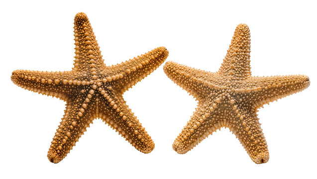 Two textured brown starfish touching arms, isolated on transparent background