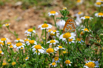 butterfly on a daisy flower © Birol Dincer 