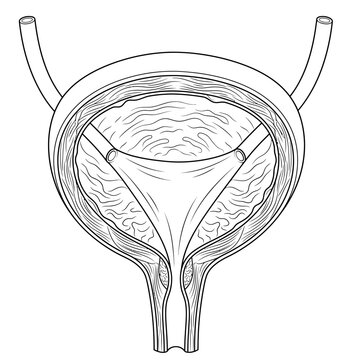 Science urinary bladder and colon pancreas spleen anatomy