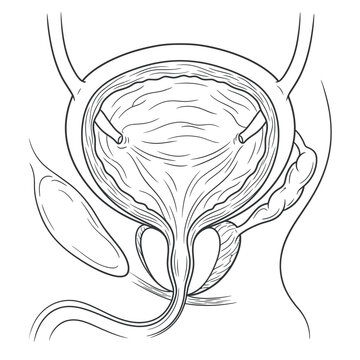 Science urinary bladder colon small intestine pancreas and spleen