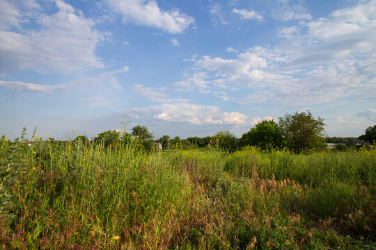 Wild Green Meadow with Tall Grass and Blue Sky in Summer Countryside