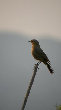Brown Rock Chat Or Cercomela Fusca - 4k Vertical Video