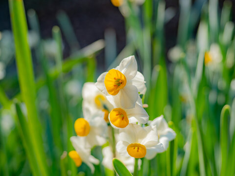 明るい光に包まれて咲く白いスイセンの花