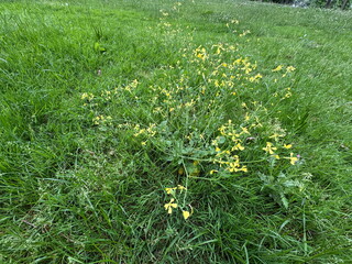 Wild radish plant (Raphanus raphanistrum) with small yellow four-petal flowers blooming naturally in a vibrant, lush green grass field during springtime, captured in a bright outdoor scenic shot. © Bediha Duru Öksüz