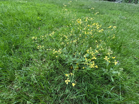 Wild radish plant (Raphanus raphanistrum) with small yellow four-petal flowers blooming naturally in a vibrant, lush green grass field during springtime, captured in a bright outdoor scenic shot.