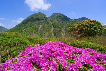 Obraz premium 大分県のくじゅう連山、指山のミヤマキリシマと三俣山