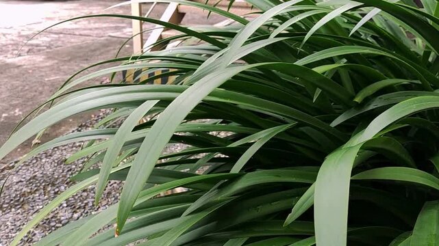 shot of lush green fragrant pandan leaves (Pandanus amaryllifolius) gently swaying and moving as the wind blows. Captured outdoors in a garden with natural daylight, perfect for organic backgrounds