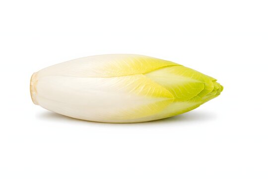 Crisp and fresh organic white endive chicory isolated on a solid white background. Perfect for healthy recipe blogs dietary guides grocery store flyers and food packaging.