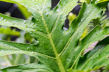 Close-up of a tropical green philodendron leaf covered with fresh water droplets. Vibrant foliage texture with natural hydration, rainwater beads and lush botanical details © Focalfinder