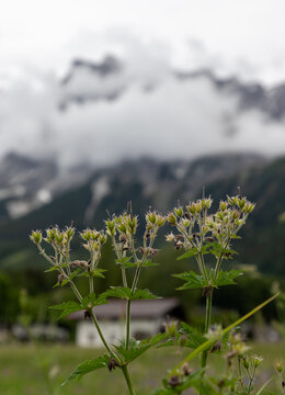 Alpine Wildflower Seed Pods Against Misty Tyrolean Mountains